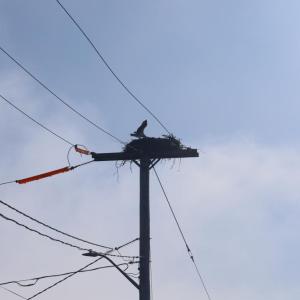 An osprey nest at Oceanside Drive in Swifts Beach. Photo by Nick Mossman