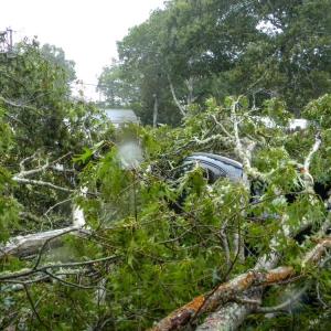 Most of the tree fell onto her driveway, splitting the house and the garage.