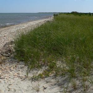 Beach grass along the sand and cobble shoreline at Demarest Lloyd State Park in South Dartmouth, MA