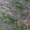 A Northern Cardinal in the Great Neck Wildlife Sanctuary.