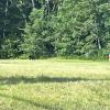 If you look closely, a black bear can be seen along the tree line on the left side of this photo. Source: Wareham Department of Natural Resources Facebook