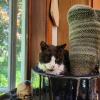 Moochi cuddling up with a cactus in her family home. Photo source: Naomi Arenberg