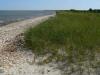 Beach grass along the sand and cobble shoreline at Demarest Lloyd State Park in South Dartmouth, MA